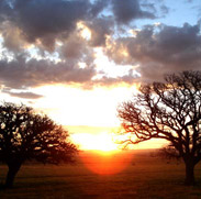 Stellet Licht (Lumière silencieuse)