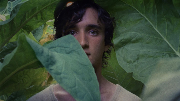 Lazzaro Felice